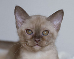 Кошки в Москве: Европейская бурма Мальчик, Бесплатно - фото 1