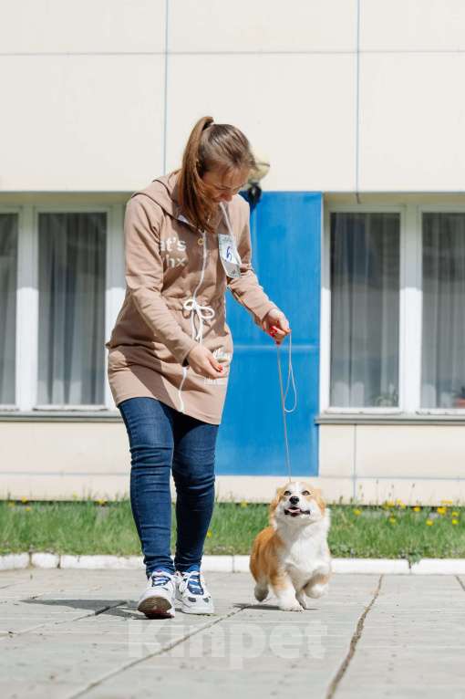 Собаки в Абакане: Щенок корги  Девочка, 70 000 руб. - фото 2