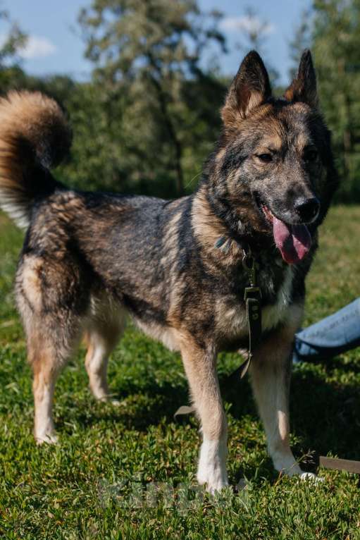 Собаки в Химках: Активная красотка Девочка, Бесплатно - фото 6