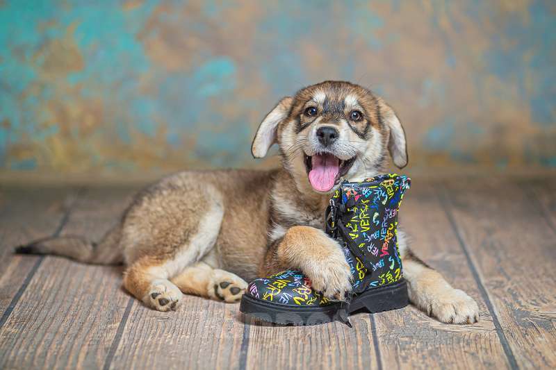 Собаки в Москве: Щенки от лабрадора и хаски в добрые руки Мальчик, Бесплатно - фото 8
