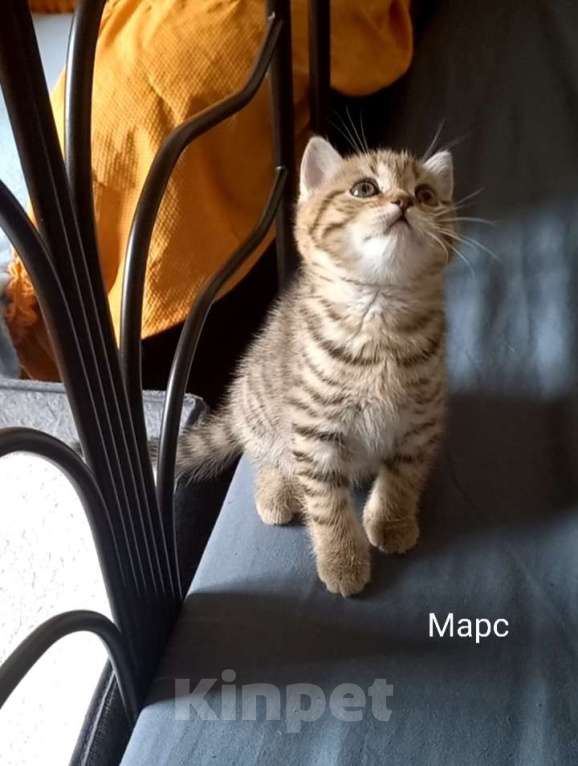 Кошки в Москве: Шотландский котёнок Мальчик, 15 000 руб. - фото 5