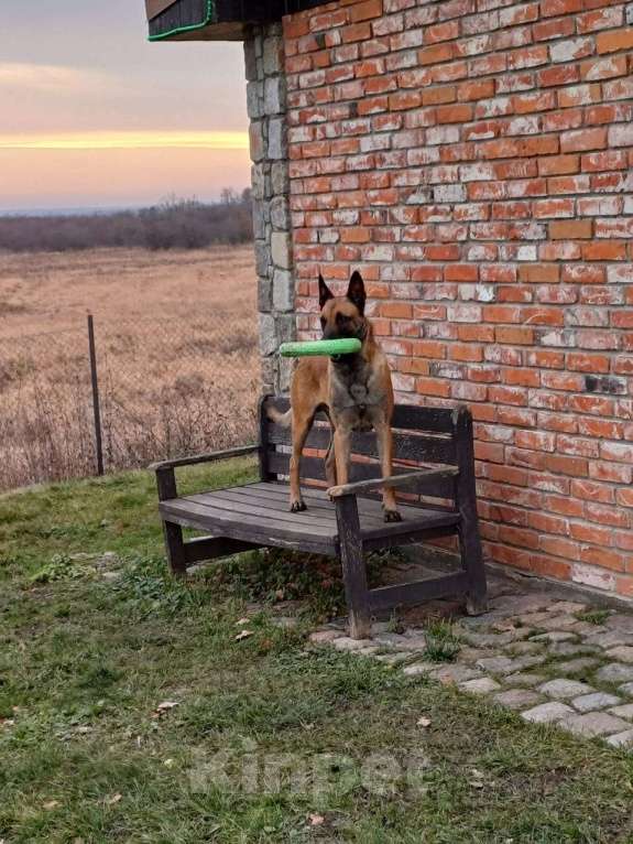 Собаки в других городах Калининградской области: Продам щенков бельгийской овчарки (маленуа) Мальчик, 20 000 руб. - фото 8