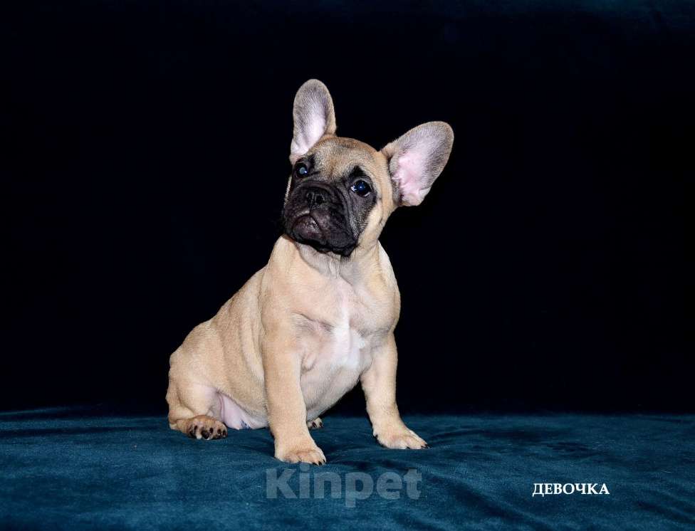 Собаки в Екатеринбурге: Фоанцузики. Ушастое Счастье  Девочка, Бесплатно - фото 7