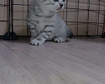 Кошки в Новочебоксарске: Шотландский малыш Мальчик, Бесплатно - фото 1