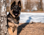 Собаки в других городах Московской области: Собаки щенки немецкой овчарки рабочего разведения Девочка, 80 000 руб. - фото 3