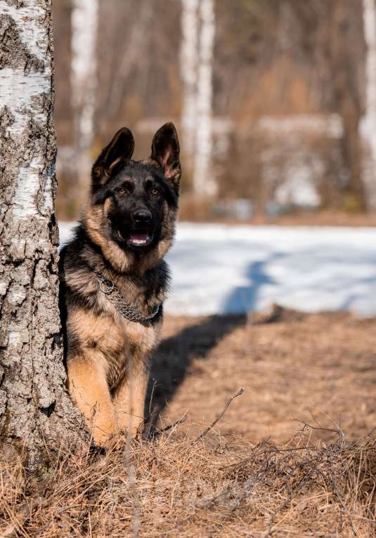 Собаки в других городах Московской области: Собаки щенки немецкой овчарки рабочего разведения Девочка, 80 000 руб. - фото 3