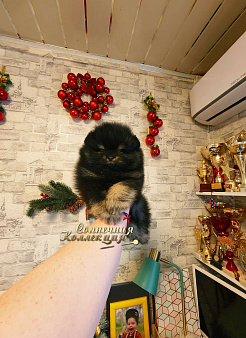 Шпиц померанский в медвежьем типе мальчик из племенного питомника