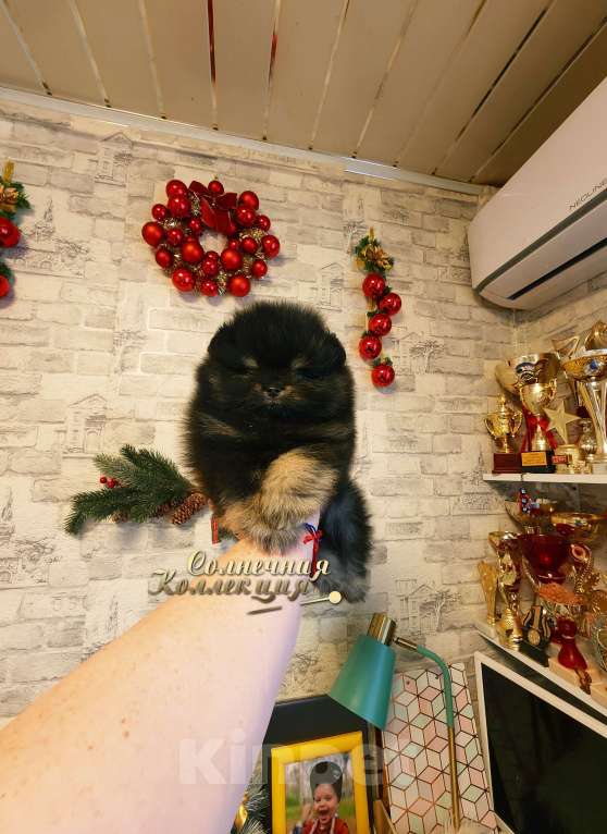 Собаки в Москве: Шпиц померанский в медвежьем типе мальчик из племенного питомника Мальчик, Бесплатно - фото 1