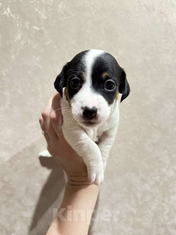 Собаки в Александрове: Щенок Джек Рассел терьер  Мальчик, 15 000 руб. - фото 2