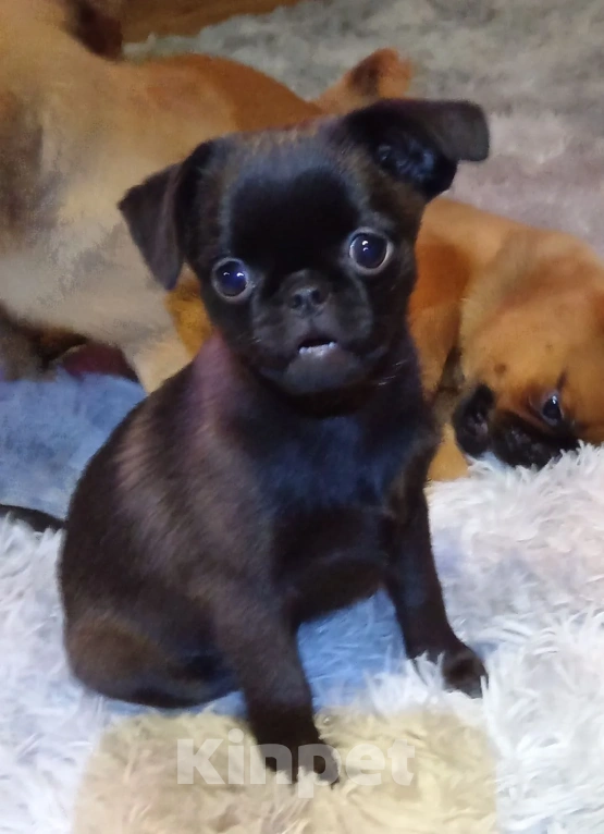 Собаки в Туле: Щенок 3мес девочка Девочка, 19 000 руб. - фото 1