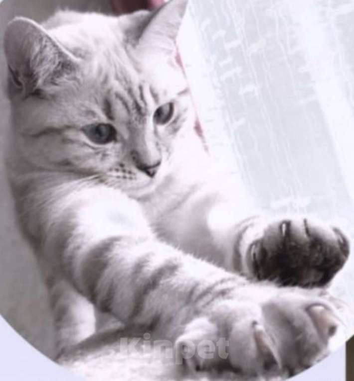 Кошки в Златоусте: Шотландский прямоухий Мальчик, 7 000 руб. - фото 8