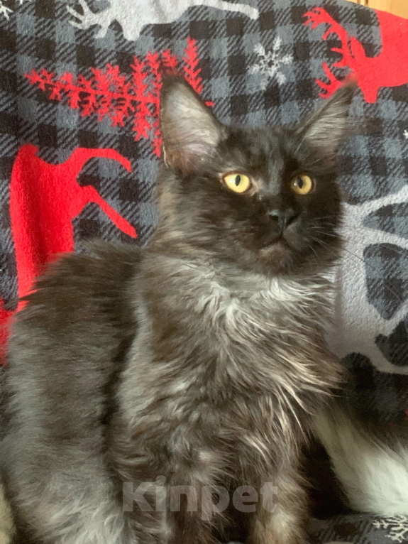 Кошки в Челябинске: 🔥🔥🔥КОТЕНОК ДЕВОЧКА МЕЙН-КУН ПИТОМНИК Девочка, 25 000 руб. - фото 7