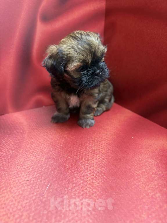 Собаки в Смоленске: Малышка в очень ярком окрасе Девочка, 35 000 руб. - фото 1