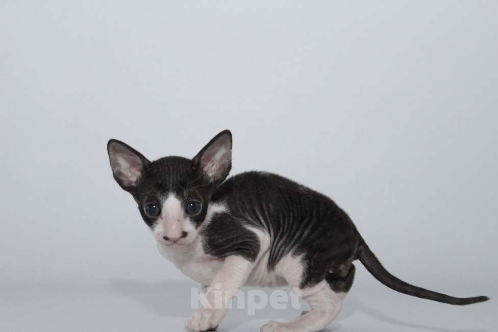 Кошки в Москве: малыши к резервированию. питомник Корнелита Мальчик, 60 000 руб. - фото 10