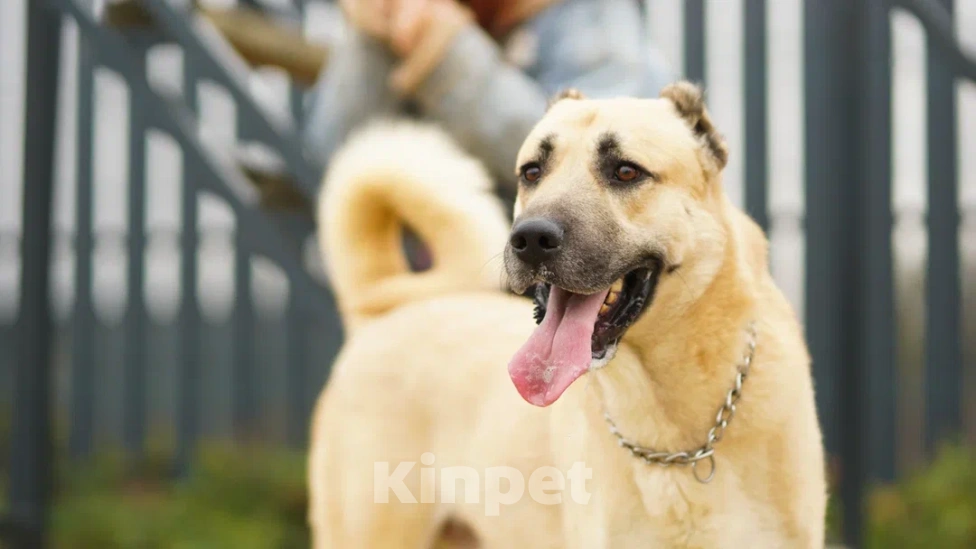Собаки в Краснодаре: Кангал Вязка  Мальчик, 60 000 руб. - фото 1