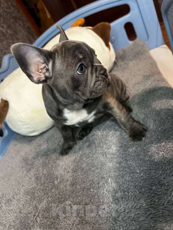 Собаки в Химках: Французский бульдог щенки Мальчик, 60 000 руб. - фото 3