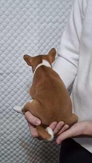 Продажа щенков