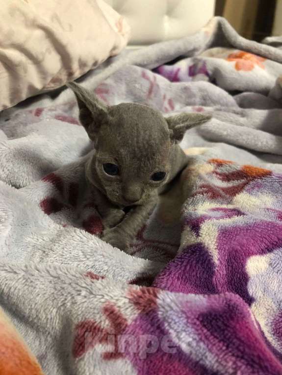 Кошки в Москве: Девон рекс  Мальчик, 60 000 руб. - фото 7