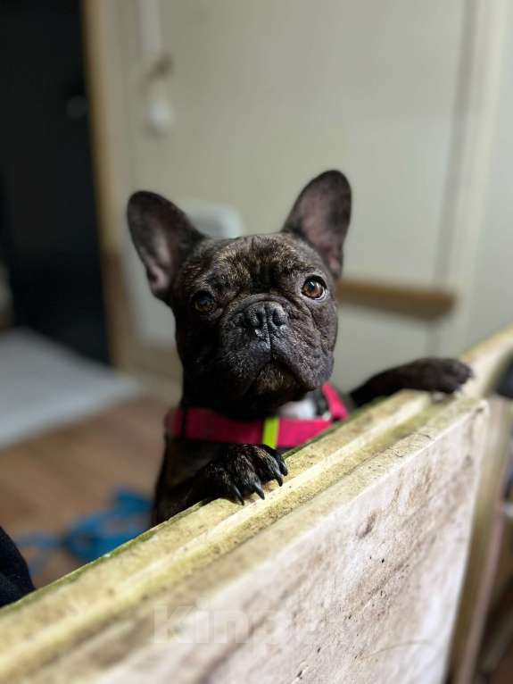 Собаки в Ногинске: Пряня ищет дом Мальчик, Бесплатно - фото 2