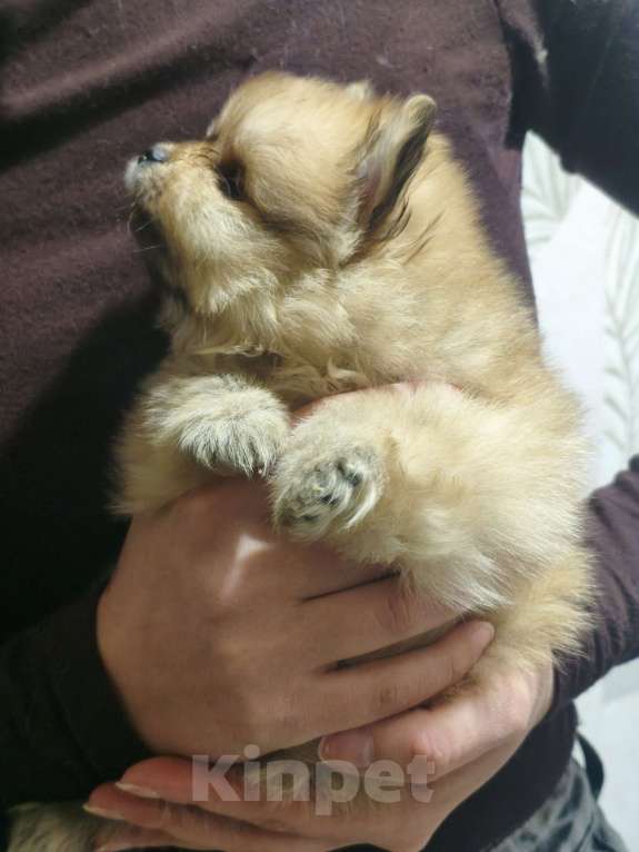 Собаки в Москве: Щенок померанского шпица  Девочка, 120 000 руб. - фото 4