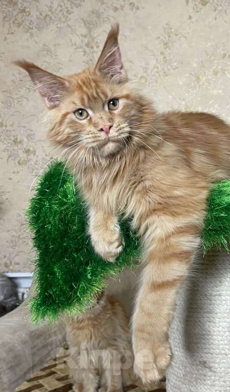 Кошки в Ковровом: Мейн кун котенок Мальчик, 45 000 руб. - фото 2