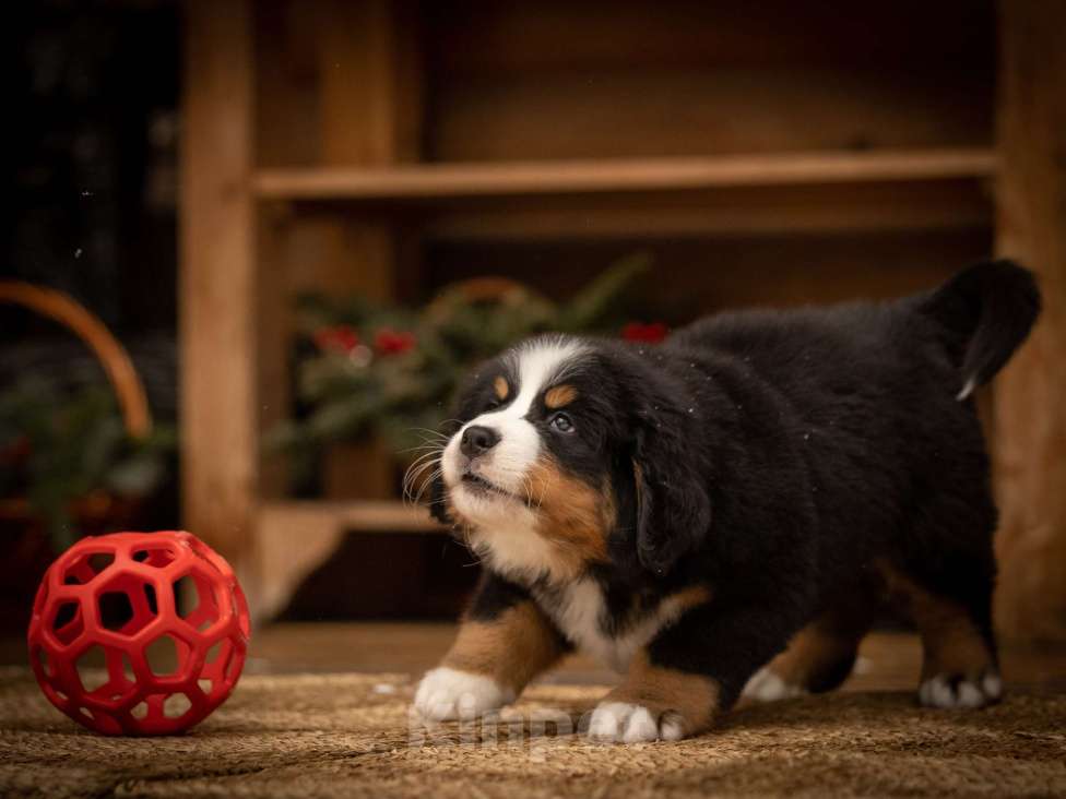 Собаки в Санкт-Петербурге: Щенок бернского зенненхунда. РКФ. Кобель. Мальчик, Бесплатно - фото 2