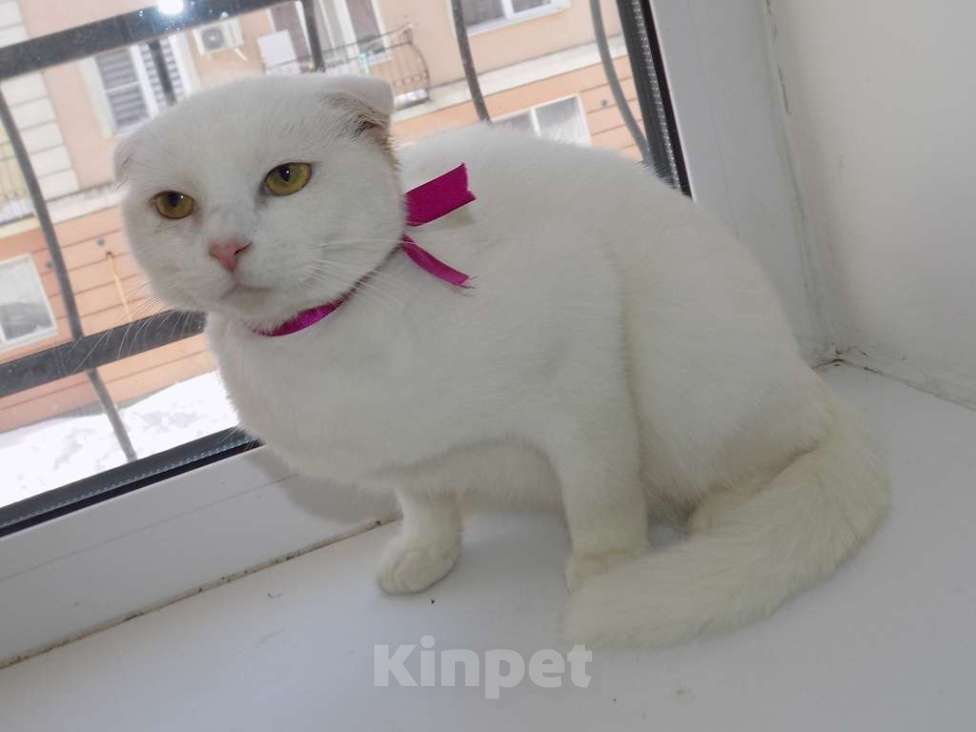 Кошки в Москве: Шотландская вислоухая девочка Девочка, 15 000 руб. - фото 4