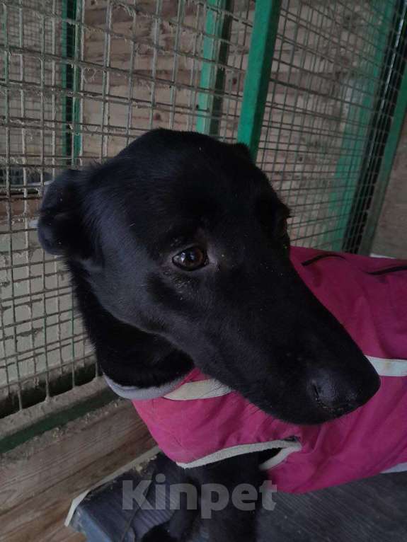 Собаки в Москве: Сати Девочка, Бесплатно - фото 4