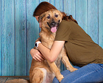 Собаки в Москве: Домашний пёсик в поисках семьи. Ко всему приучен Мальчик, 1 руб. - фото 5
