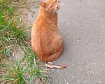 Кошки в Москве: Котенок Искорка ищет дом Девочка, Бесплатно - фото 2