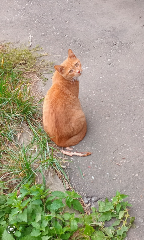 Кошки в Москве: Котенок Искорка ищет дом Девочка, Бесплатно - фото 2