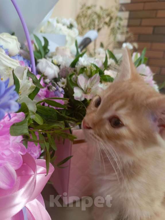 Кошки в Туле: Котята курильские  бобтейлы Мальчик, 5 000 руб. - фото 4