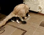 Кошки в Москве: Опытный кот мейн-кун.Вязка, 5 000 руб. - фото 3