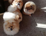 Собаки в Краснодаре: Шпиц на вязку, 5 руб. - фото 5