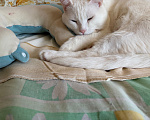 Кошки в Астрахани: Отдам кота Мальчик, Бесплатно - фото 3