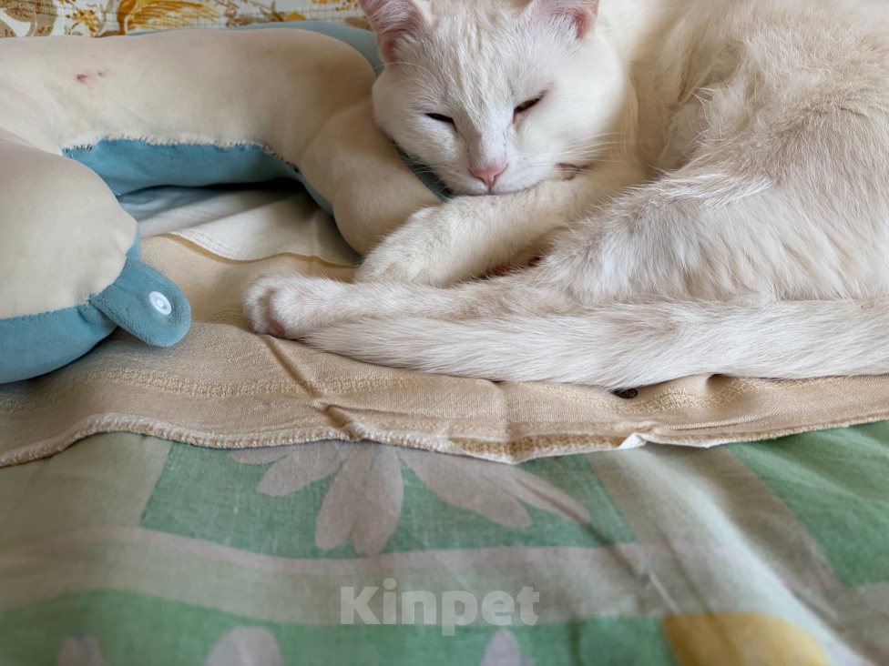 Кошки в Астрахани: Отдам кота Мальчик, Бесплатно - фото 3
