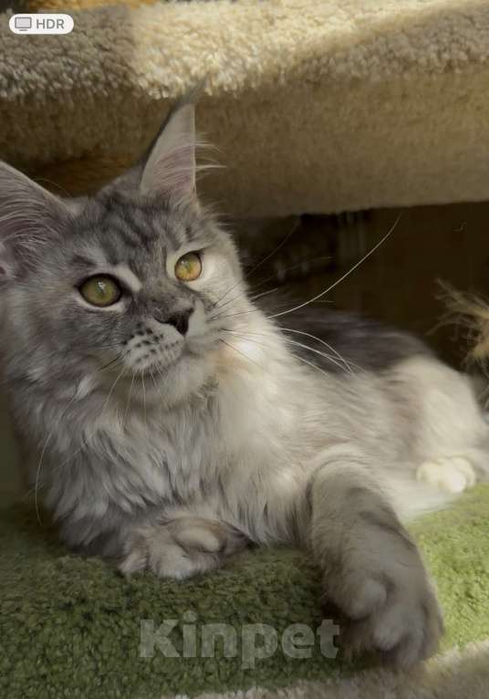 Кошки в Санкт-Петербурге: КЕОНА  Девочка, 50 000 руб. - фото 9