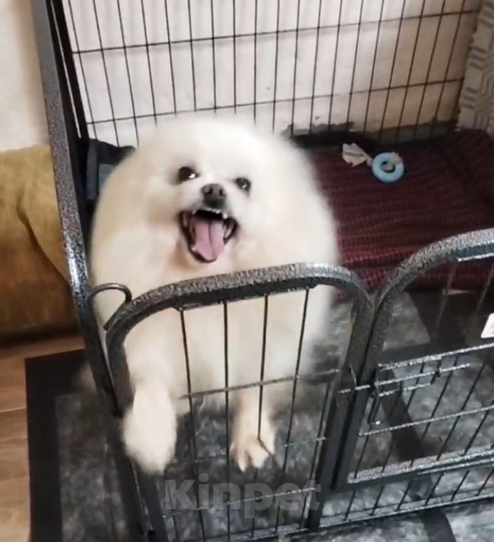 Собаки в Старом Купавне: Маленькие собачки ищут дом Мальчик, Бесплатно - фото 2