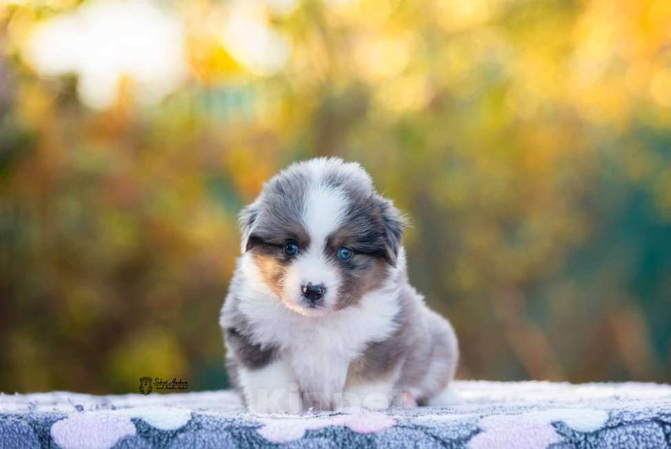 Собаки в Москве: Миниатюрная американская овчарка (мини-аусси) Девочка, 250 000 руб. - фото 3