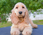 Собаки в Зеленограде: Английский кокер спаниель щенки Мальчик, 30 000 руб. - фото 4