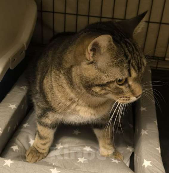 Кошки в Королеве: Томми котенок шотландской прямоухой (по папе) Мальчик, 5 000 руб. - фото 2