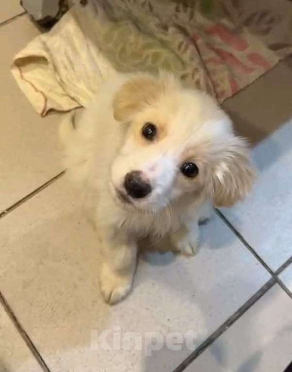 Собаки в Москве: Щенок в добрые руки! Мальчик, Бесплатно - фото 2