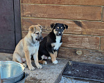 Собаки в Новосибирске: Щенок Стёпа  3 мес. Средний размер. Привит. Паспорт. Мальчик, Бесплатно - фото 3