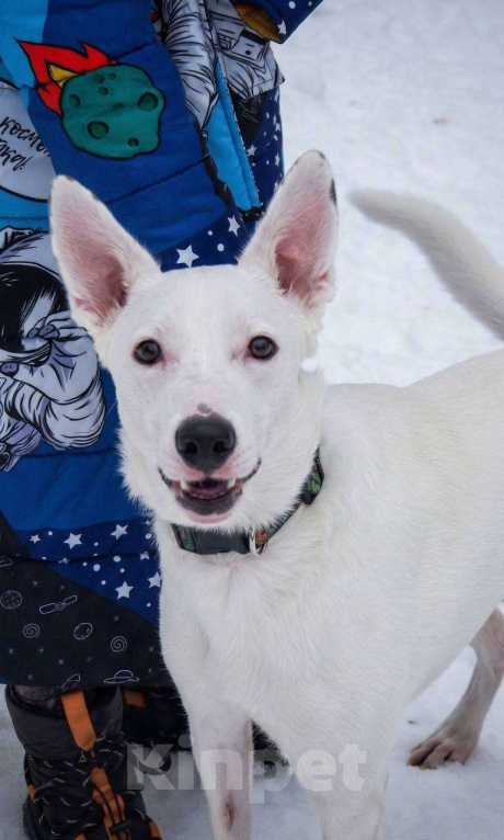 Собаки в Москве: Ласковый Арчи ищет дом Мальчик, Бесплатно - фото 6