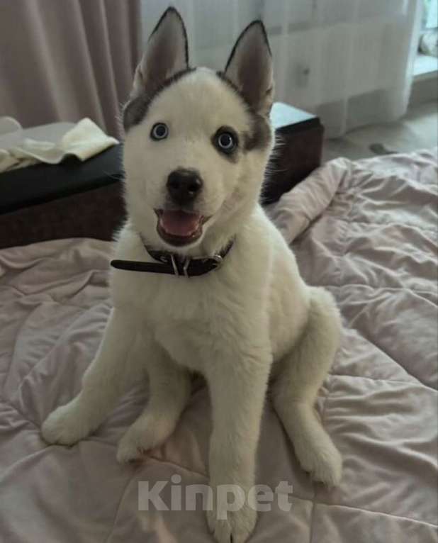 Собаки в Перми: Отдам собаку хаски 2 месяца Мальчик, Бесплатно - фото 1