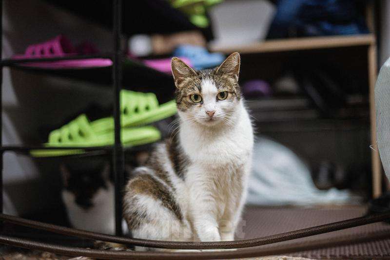 Кошки в Москве: Очаровательная Ария ищет дом.  Девочка, Бесплатно - фото 3