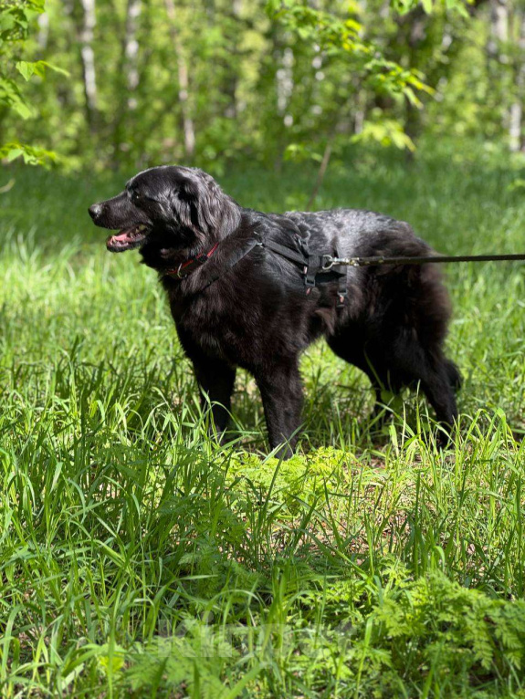 Собаки в Москве: Черные сестрицы, блеск и элегантность  Девочка, Бесплатно - фото 9