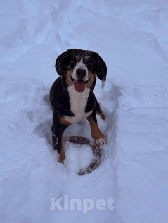Собаки в Москве: Энтлебухер супер друг Мальчик, 30 000 руб. - фото 7
