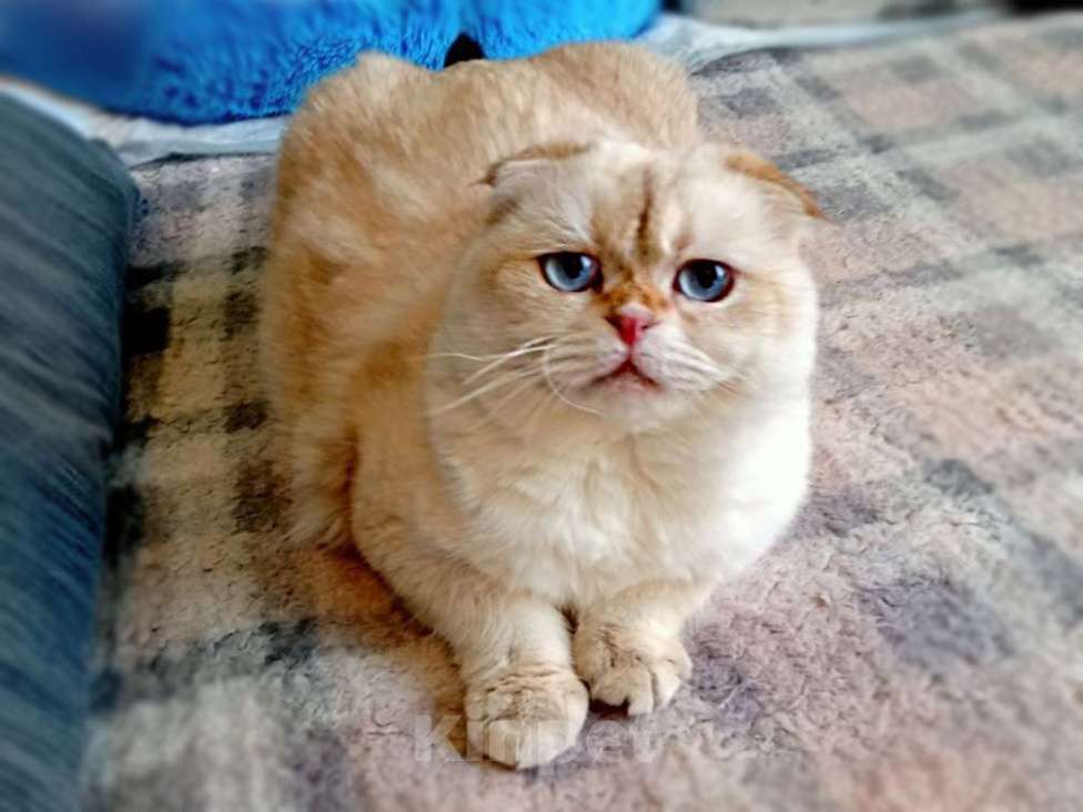 Кошки в Москве: Уютный вислоухий пухляш котик Эхнатон Мальчик, Бесплатно - фото 1