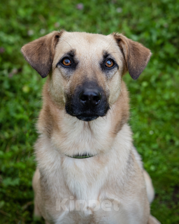 Собаки в Солнечногорске: Восхитительный парень с проникновенным взглядом Мальчик, Бесплатно - фото 5